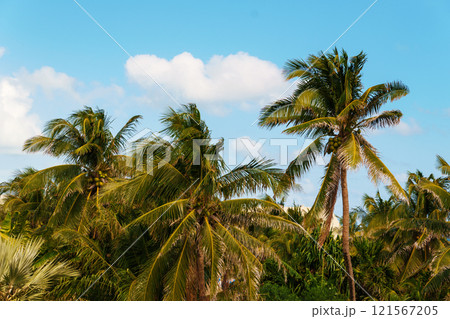 Lush Tropical Palm Trees Standing Gracefully Beneath a Clear and Bright Blue Sky Above Lush Tropical Palm Trees Standing Gracefully Beneath a Clear and Bright Blue Sky Above 121567205