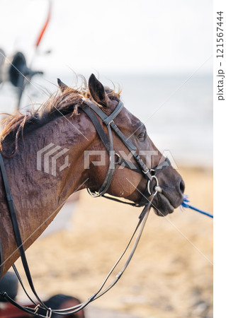 horse's head on a walk. horse's face in the fresh air horse's head on a walk. horse's face in the fresh air 121567444