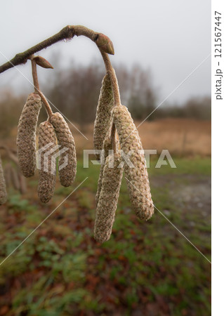 A close-up photo of hazel catkins on a blurred background, Corylus avellana or Corylus maxima 121567447