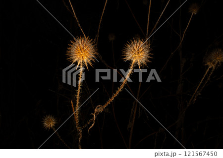 A close-up picture of a dry Yellowflower teasel or Dipsacus strigosus. Isolated on a black background A close-up picture of a dry Yellowflower teasel or Dipsacus strigosus. Isolated on a black background 121567450