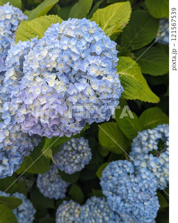 青い紫陽花 青い紫陽花 121567539