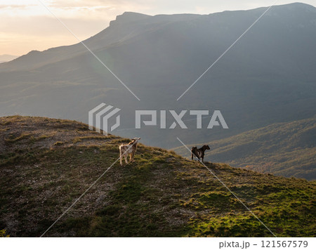Mountain slope with two goats at sunset. Mountain slope with two goats at sunset. 121567579