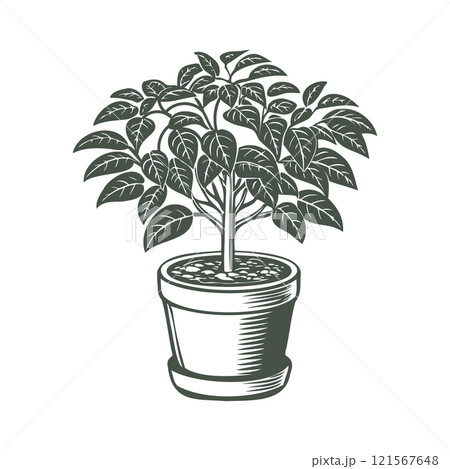 Plant in pot isolated on white background. Botanical element for interior design. Monochrome black and white illustration. 121567648