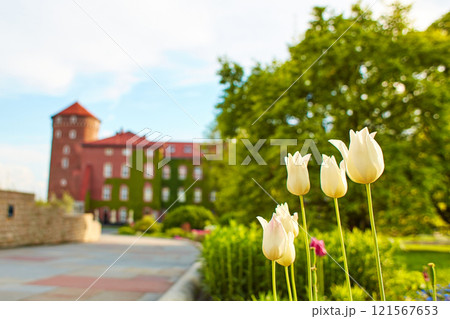 The courtyard is buried in flowers and greenery in the ancient Zamek Krolewski na Wawelu Castle in the center of Krakow. Close-up of colorful tulips in a flower bed. The courtyard is buried in flowers and greenery in the ancient Zamek Krolewski na Wawelu Castle in the center of Krakow. Close-up of colorful tulips in a flower bed. 121567653
