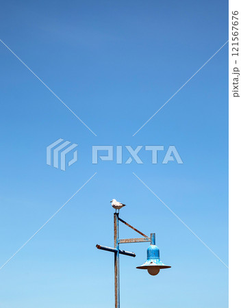 Hartlaubs sea gull. Seagull standing on lamppost against background of blue sky 121567676
