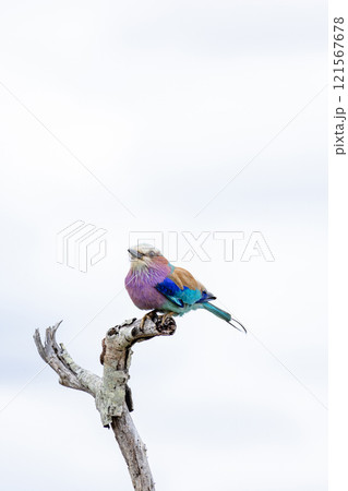 European roller, colorful bird on dry branch, green background. South Africa European roller, colorful bird on dry branch, green background. South Africa 121567678