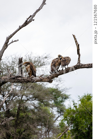Three birds White-backed African vulture dry branch. Kruger Park, South Africa 121567680