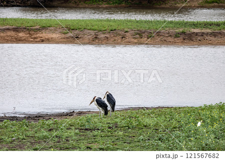 Two African marabou birds, Couple of Marabou stork on lake shore. wildlife Two African marabou birds, Couple of Marabou stork on lake shore. wildlife 121567682