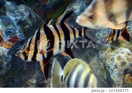 オールドワイフ オールドワイフ 121568175