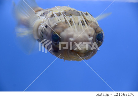 ハリセンボン 121568176