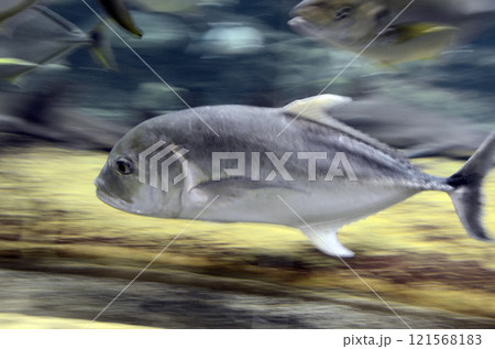 オニヒラアジ オニヒラアジ 121568183