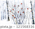 Winter  snowy forest background.. Watercolor illustration. 121568316