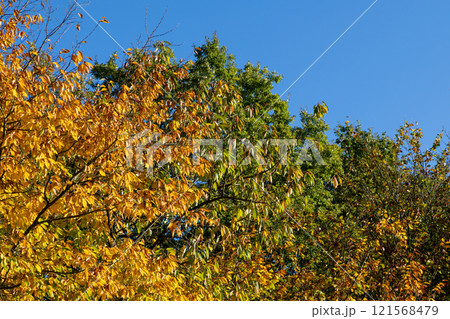 A tree with green leaves and yellow leaves 121568479
