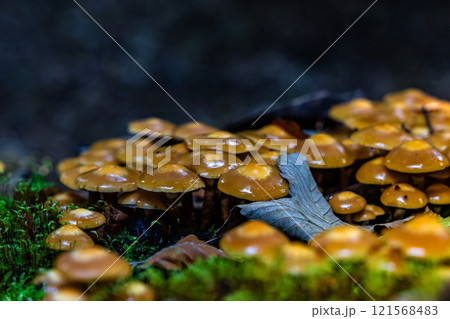 A close up of a large group of mushrooms on a mossy surface A close up of a large group of mushrooms on a mossy surface 121568483