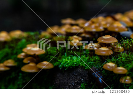 A close up of a bunch of mushrooms on a mossy log 121568489