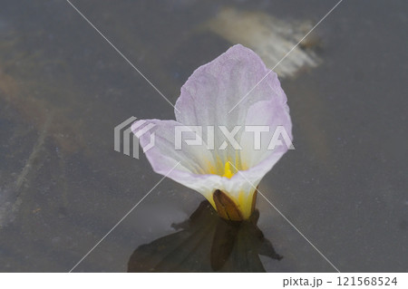 ミズオオバコの花 ミズオオバコの花 121568524