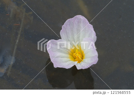 ミズオオバコの花 ミズオオバコの花 121568555