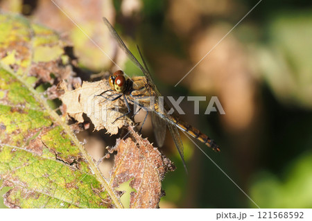 晩秋のアキアカネ（メス） 121568592