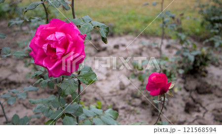 Two Stages of Pink Rose Bloom: Bud and Open Flower 121568594