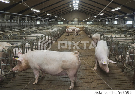 Pregnant sows on a modern farm in Denmark 121568599