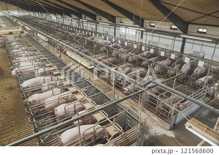 Pregnant sows on a modern farm in Denmark Pregnant sows on a modern farm in Denmark 121568600
