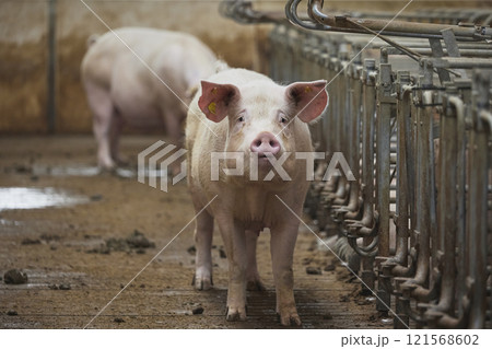 Pregnant sows on a modern farm in Denmark Pregnant sows on a modern farm in Denmark 121568602