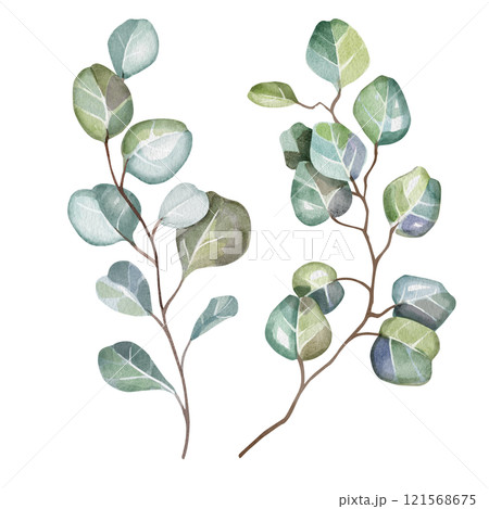 Hand-drawn watercolor illustration of two elegant eucalyptus branches with lush, aromatic leaves. Perfect for wedding invitations, botanical prints, minimalist home decor, romantic greeting cards. Hand-drawn watercolor illustration of two elegant eucalyptus branches with lush, aromatic leaves. Perfect for wedding invitations, botanical prints, minimalist home decor, romantic greeting cards. 121568675