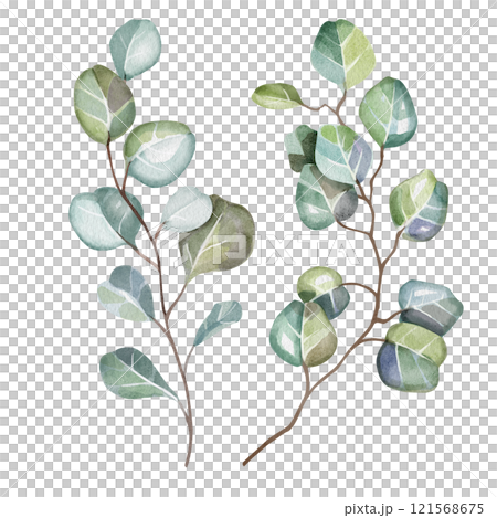 Hand-drawn watercolor illustration of two elegant eucalyptus branches with lush, aromatic leaves. Perfect for wedding invitations, botanical prints, minimalist home decor, romantic greeting cards. Hand-drawn watercolor illustration of two elegant eucalyptus branches with lush, aromatic leaves. Perfect for wedding invitations, botanical prints, minimalist home decor, romantic greeting cards. 121568675