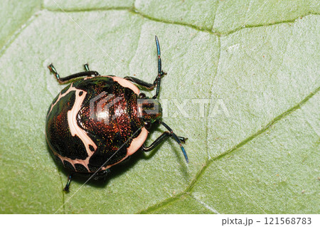 アカスジキンカメムシの幼虫 121568783
