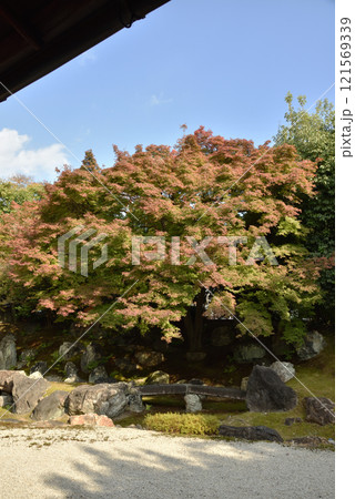圓徳院北庭 色づき始めたもみじ(京都市東山区) 圓徳院北庭 色づき始めたもみじ(京都市東山区) 121569339