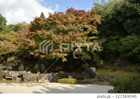 圓徳院北庭　色づき始めたもみじ(京都市東山区) 121569340