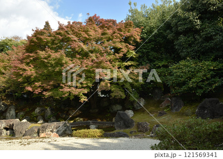 圓徳院北庭 色づき始めたもみじ(京都市東山区) 圓徳院北庭 色づき始めたもみじ(京都市東山区) 121569341