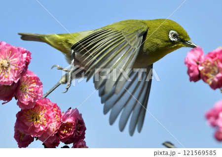 メジロさん クラウチングスタート 　イメージ 121569585