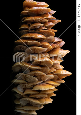 Edible mushrooms Flammulina velutipes known as Enokitake Golden Needle mushroom 121569745