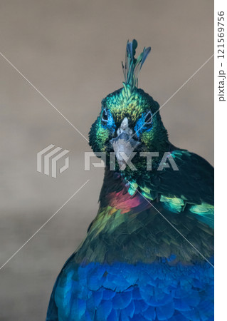 A Close up of a beautiful Himalayan Monal 121569756