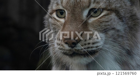 close-up on a feline eye - Eurasian Lynx - Lynx lynx 121569760