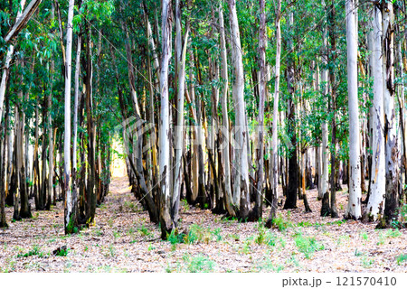 Small forest of eucalyptus trees in the Retama park of Alcala de Guadaira, Seville, Spain Small forest of eucalyptus trees in the Retama park of Alcala de Guadaira, Seville, Spain 121570410