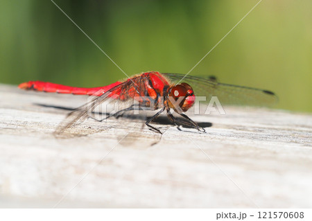 晩秋のナツアカネ（オス） 121570608