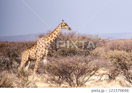 Giraffes in Etosha Giraffes in Etosha 121570698