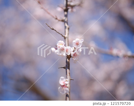 桜のマクロ撮影 桜のマクロ撮影 121570720