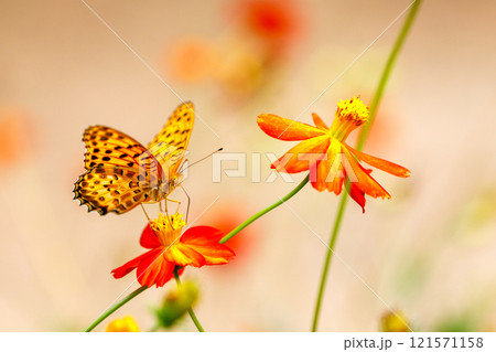 晩秋模様 晩秋模様 121571158