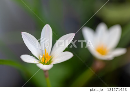 10月の花模様 121571428