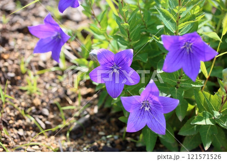 秋の七草 キキョウの花 秋の七草 キキョウの花 121571526