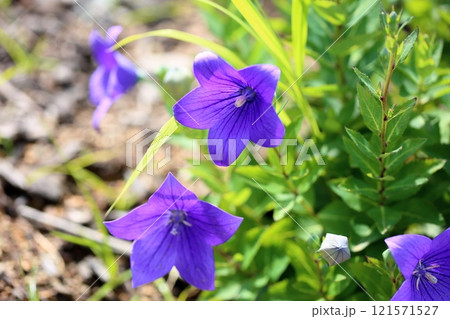 秋の七草 キキョウの花 秋の七草 キキョウの花 121571527