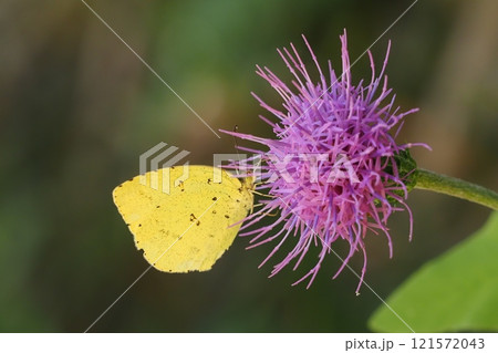 アザミの花を吸蜜中のキタキチョウ アザミの花を吸蜜中のキタキチョウ 121572043