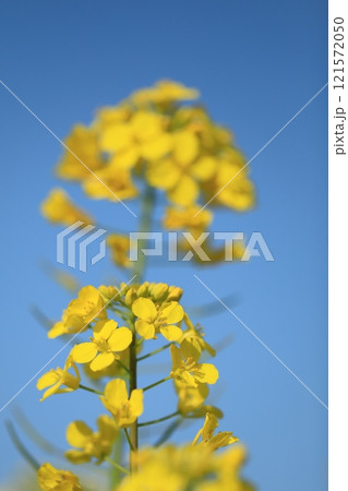 春の野原に咲く菜の花 121572050