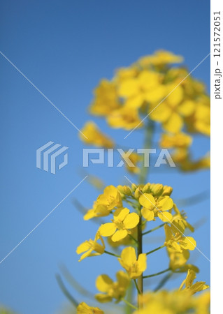 春の野原に咲く菜の花 121572051