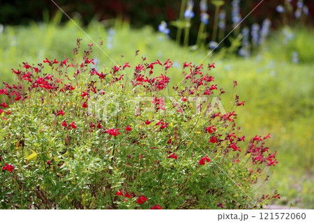 可愛い サルビアの花 チェリーセージ 可愛い サルビアの花 チェリーセージ 121572060