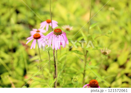 可愛い エキナセアの花 可愛い エキナセアの花 121572061