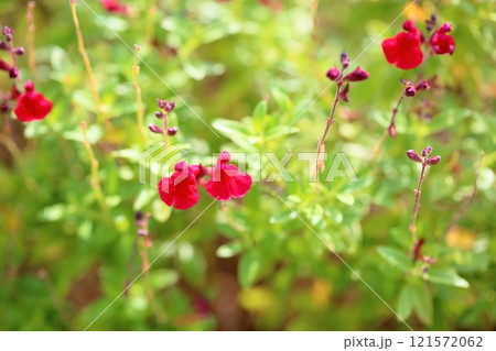 可愛い　サルビアの花　チェリーセージ 121572062
